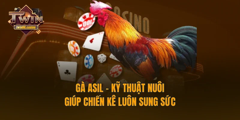 Gà Asil - Kỹ Thuật Nuôi Giúp Chiến Kê Luôn Sung Sức