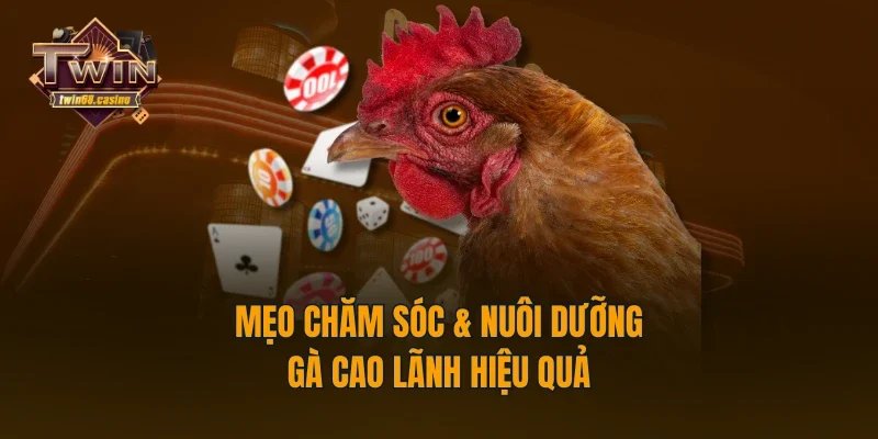 Mẹo chăm sóc & nuôi dưỡng gà Cao Lãnh hiệu quả